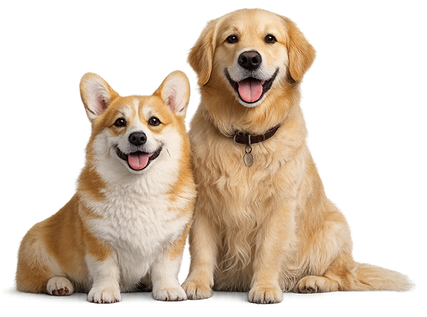 Happy dogs