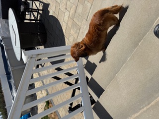 Happy client dog