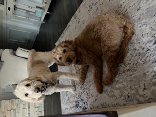 Happy client dog