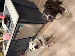 Happy client dog