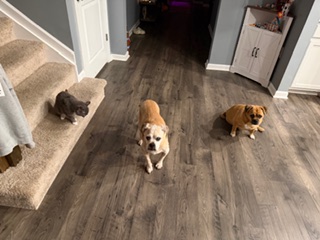 Happy client dog