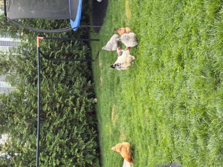 Happy client dog