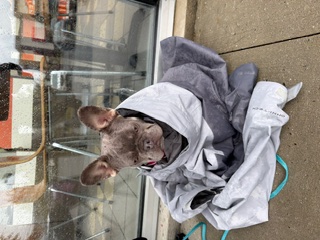 Happy client dog