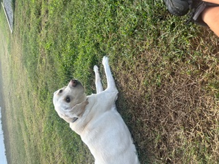 Happy client dog