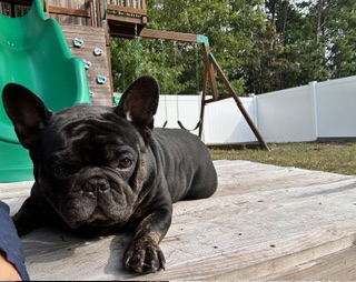 Happy client dog