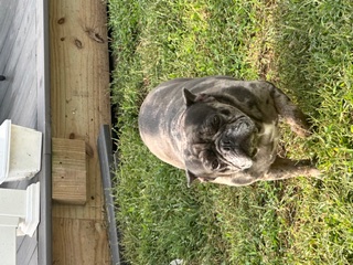 Happy client dog